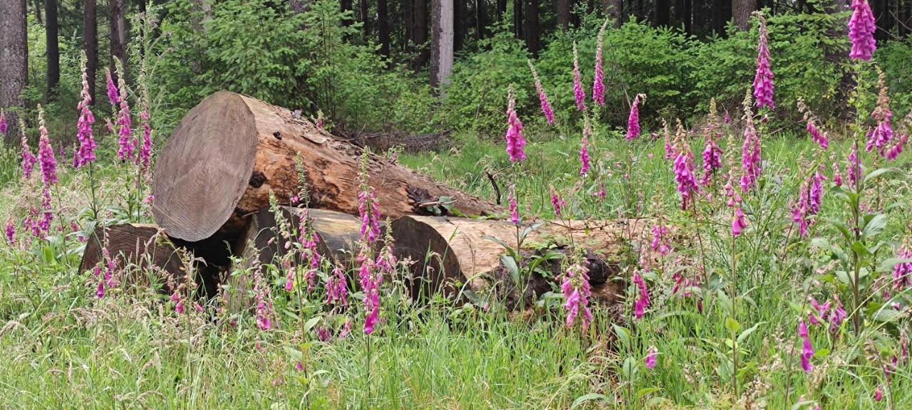 Le Pas Du Loup Villa Royere-de-Vassiviere ภายนอก รูปภาพ