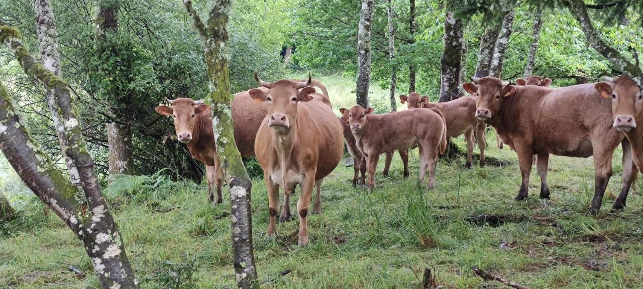 Le Pas Du Loup Villa Royere-de-Vassiviere ภายนอก รูปภาพ